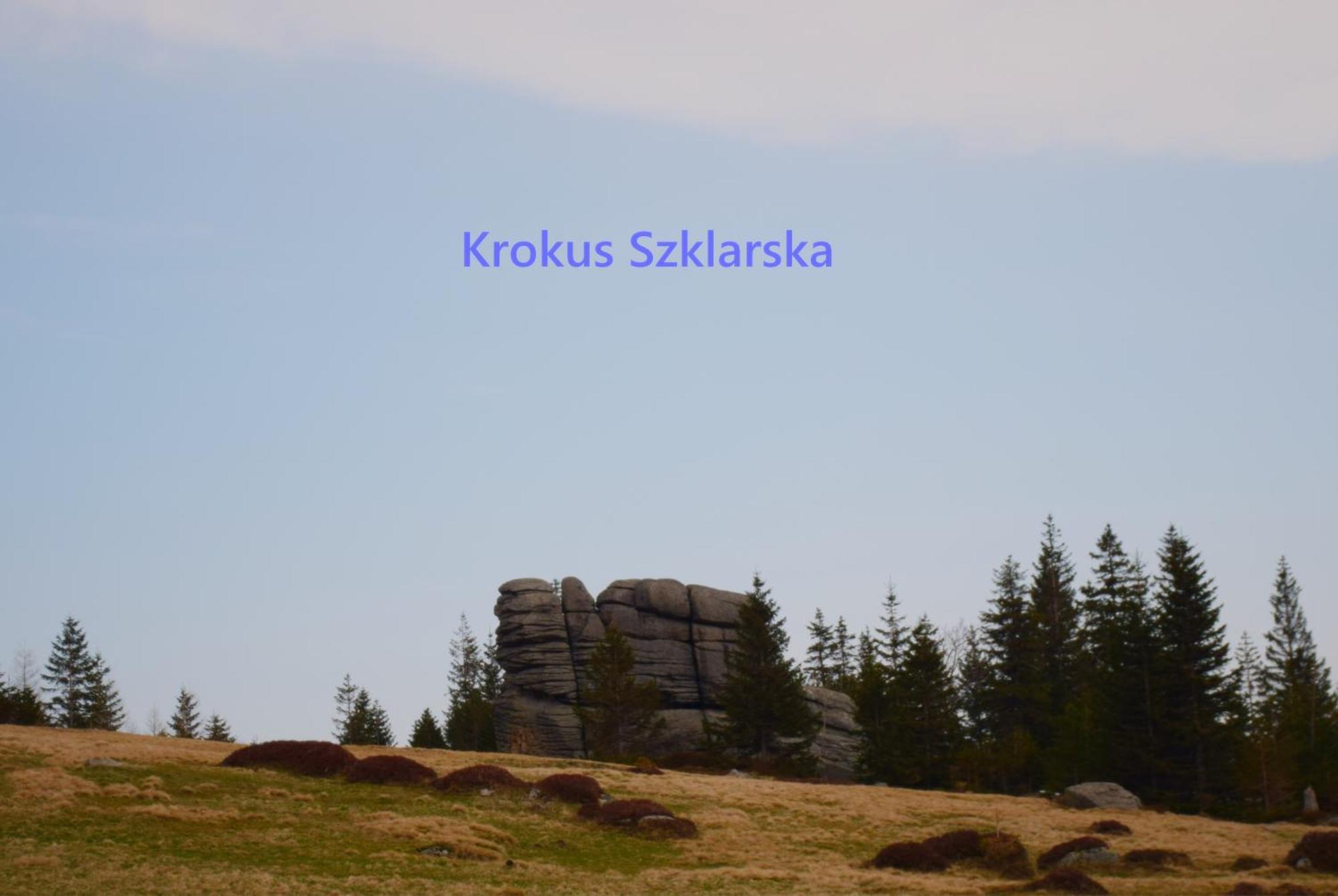 Krokus Szklarska *